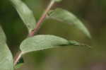 Starry rosinweed